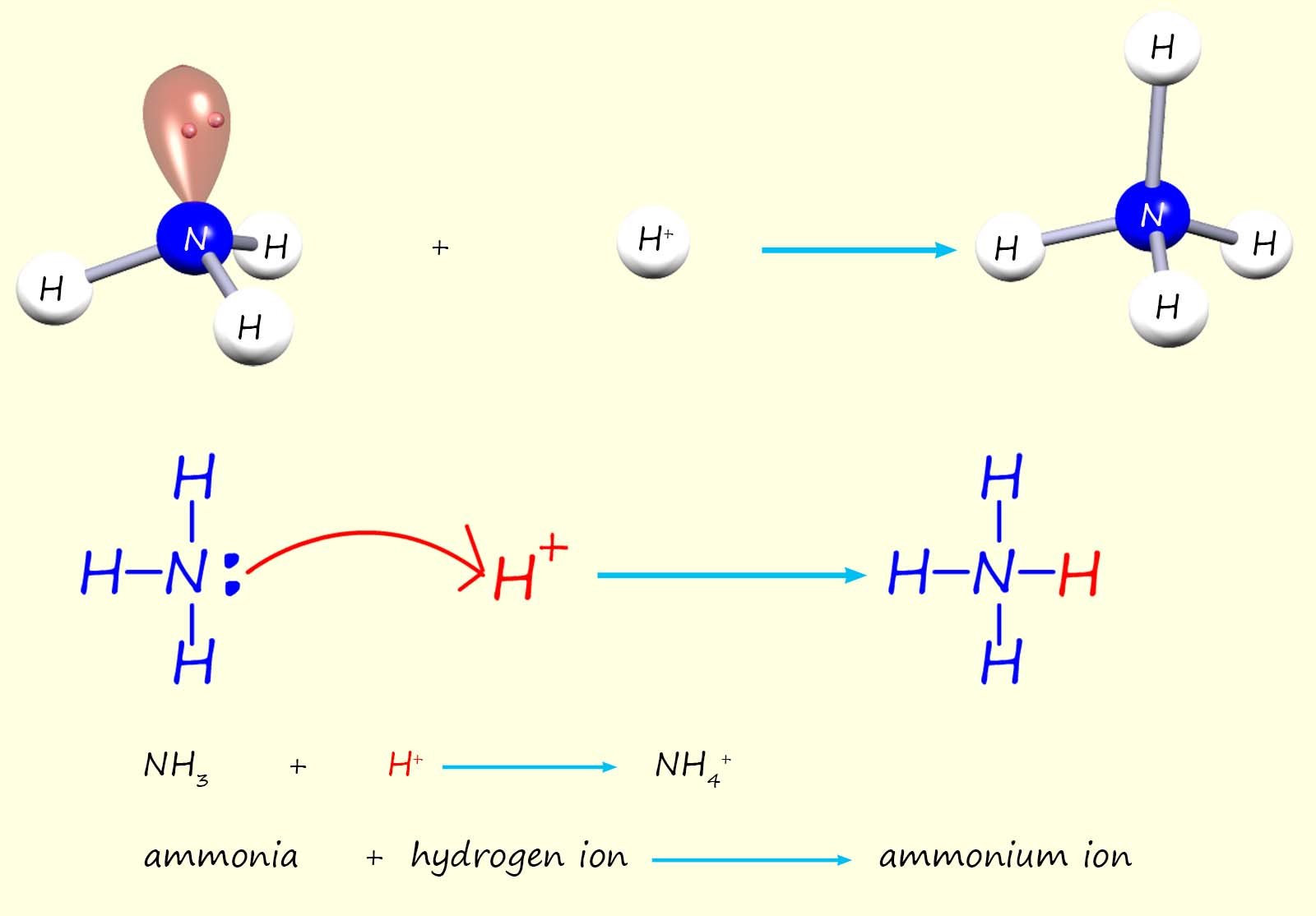 The formation of an ammonium ion from the reaction of an ammonia molecule with a hydrogen ion.  The ammonia supplies both electrons to form a dative covalent bond with the hydrogen ion.